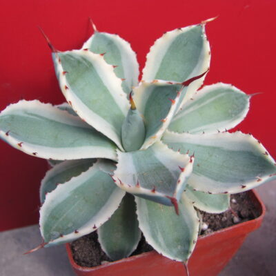 Agava *Kissho Kan*  variegata
