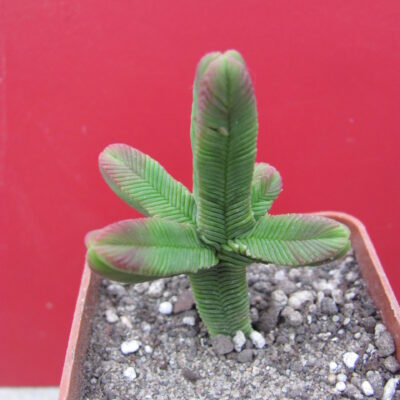 Crassula pyramidalis