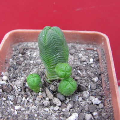 Crassula guadrangularis