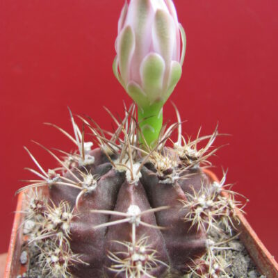 Gymnocalycium   mihanovichii   v.