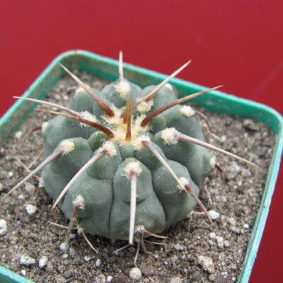 Gymnocalycium vatteri   1 kol