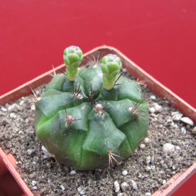Gymnocalycium  volkeri