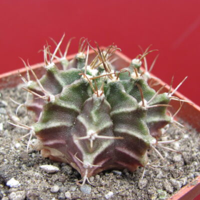 Gymnocalycium  mihanovichii  v.