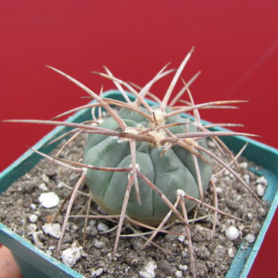 Gymnocalycium cardenasianum longispinum