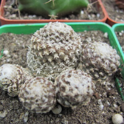 Copiapoa laui