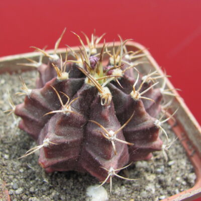 Gymnocalycium  mihanovichii   nigra