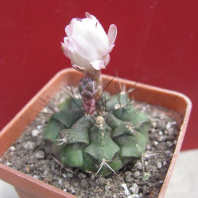 Gymnocalycium volkeri