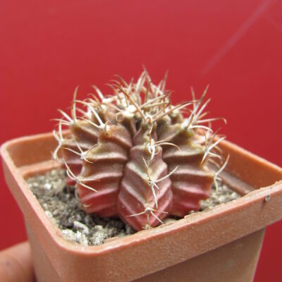 Gymnocalycium  mihanovichii  v.