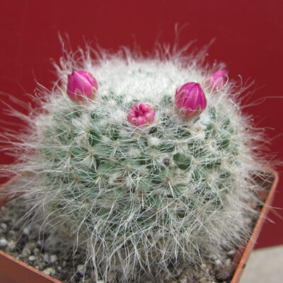 Mammillaria   hahniana