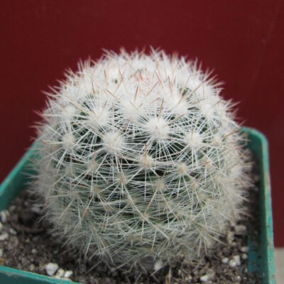 Mammillaria   ortiz-rubion