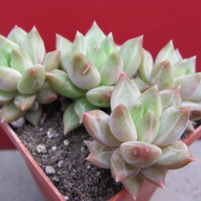 Pachyphytum hybr.