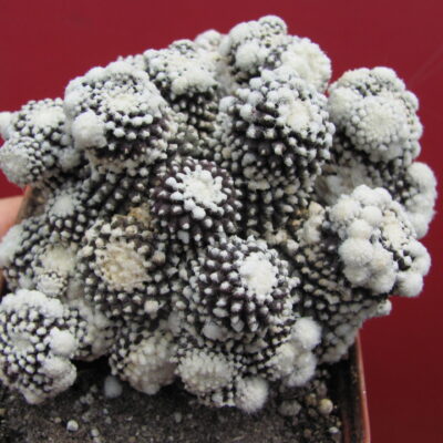 Copiapoa tenuissima *monsrosa*