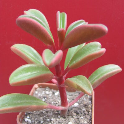 Peperomia graveolens