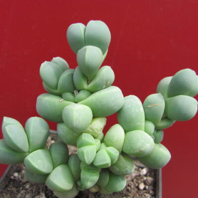 Corpuscularia lehmannii