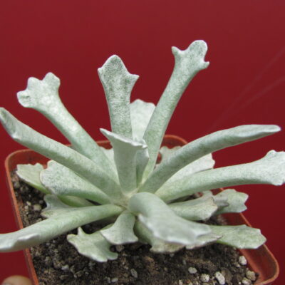 Senecio scoposus addoensis
