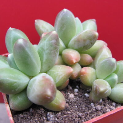Pachyphytum compactum *Big Green*