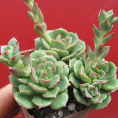Sedeveria Pudgy