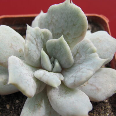 Echeveria *Vampire Appaloosa*