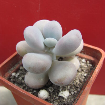 Pachyphytum Pink