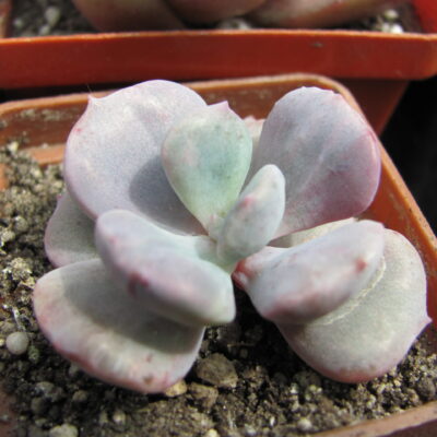 Echeveria Debbie  *Monstr*