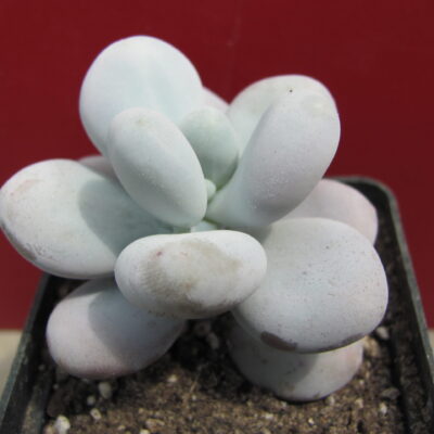 Pachyphytum oviferum