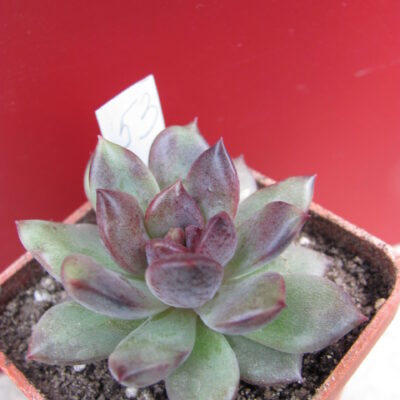 Echeveria hybr.   53     Italy