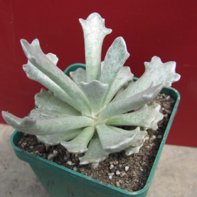 Senecio scoposus addoensis