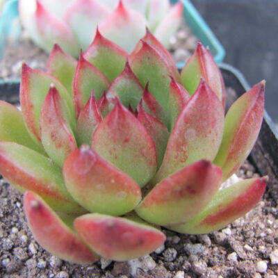 Echeveria Christmas