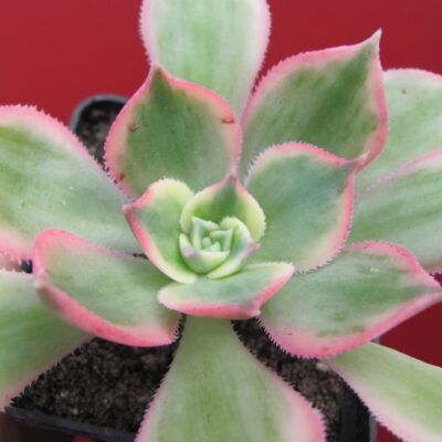 Aeonium Sunburst variegata