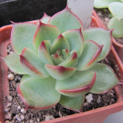 Echeveria  Moon Stone
