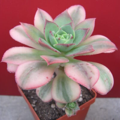 Aeonium Florescens  variegata