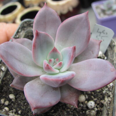 Echeveria   hybr.  55     Italy