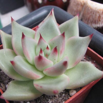Echeveria Romeo