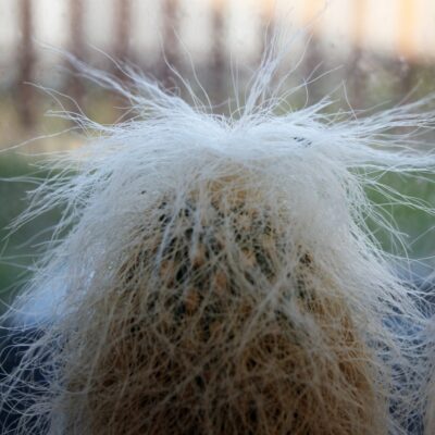 Cephalocereus senilis MG 76.36 (24 роки)