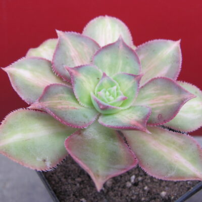 Aeonium Moonburst  variegata