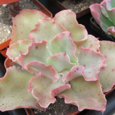 Echeveria