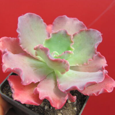 Echeveria Blue Curls