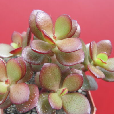 Crassula  ovata  *Minor*