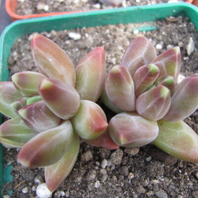 Pachyphytum compactum *Purple Diamond*