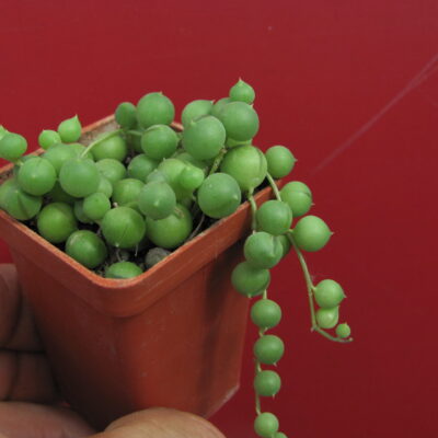 Senecio rowleyanus