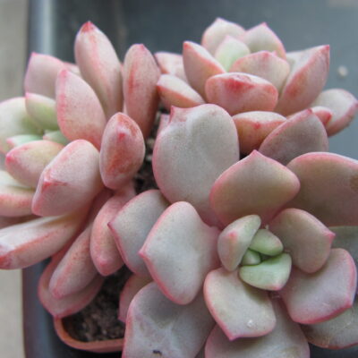 Echeveria  *Jelly Jem*