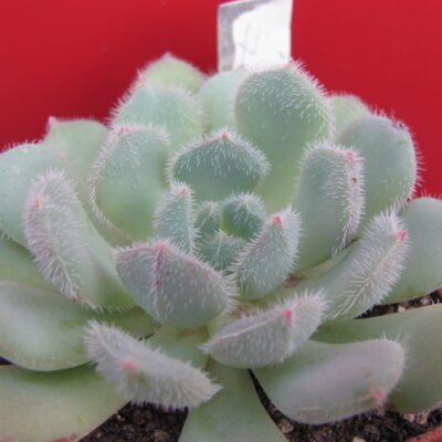 Echeveria *Comet*