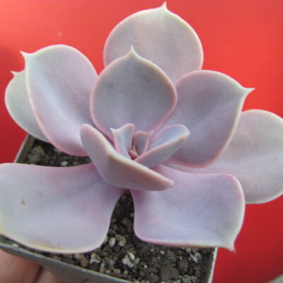 Echeveria  Perle von Nurnberg