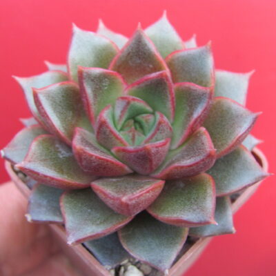 Echeveria  purpusorum  Red