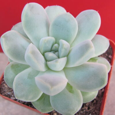 Echeveria albicans