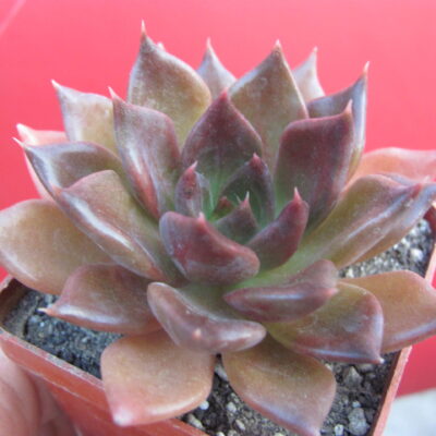 Echeveria  Alfred Graf