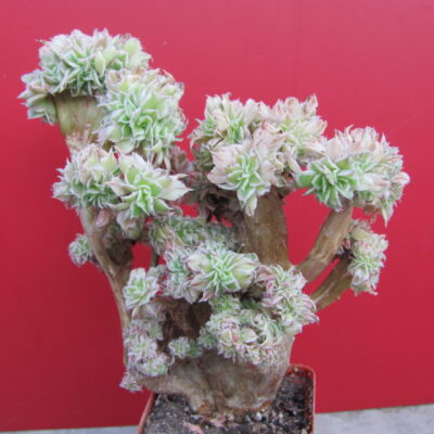 Aeonium Sunburst variegata cristata