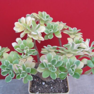 Aeonium domesticum variegata