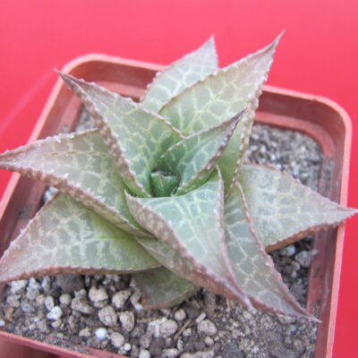 Haworthia  tesellata   *Parva*