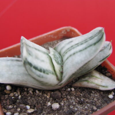 Gasteria  obtusa variegata